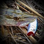 Lucky Craft Malas American Shad