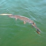 Minnow Pointer SP 128