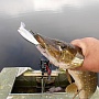 Lucky Craft Classical Minnow ������ � �����.