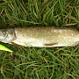 Peacock & Pike