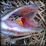 Lucky Craft Malas White Bass