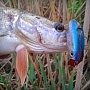 Lucky Craft Malas American Shad