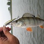   Pointer 65SP