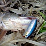 Malas American Shad